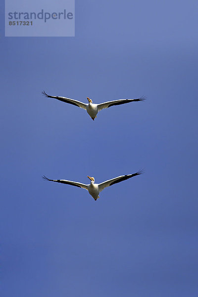 Nashornpelikane (Pelecanus erythrorhynchos)  fliegend  Sanibel Island  Florida  USA