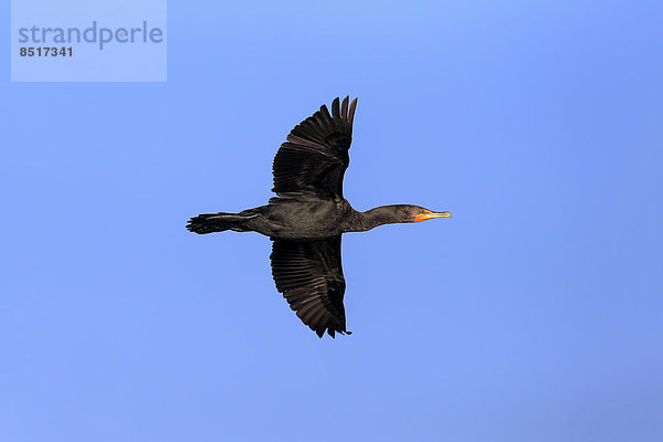 Ohrenscharbe (Phalacrocorax auritus)  fliegend  Wakodahatchee Wetlands  Delray Beach  Florida  USA