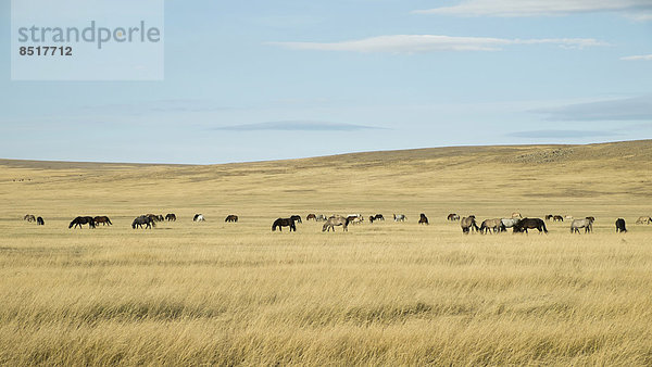 Pferdeherde in Steppenlandschaft  Khövsgöl-Aimag  Mongolei