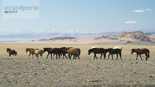 Wildpferde am Achit Nuur  Nationalpark Tsambagarav  Bayan Ölgii Aimag  Mongolei
