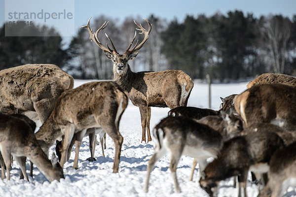 Ein Hirsch (Cervidae) mit Geweih unter Rehen im Schnee.