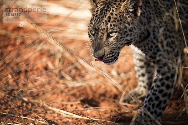 Leopard  Namibia