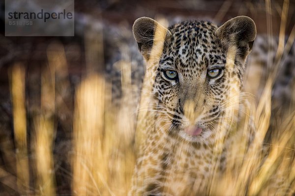 Leopard  Namibia