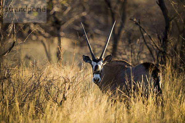 Oryx  Namibia