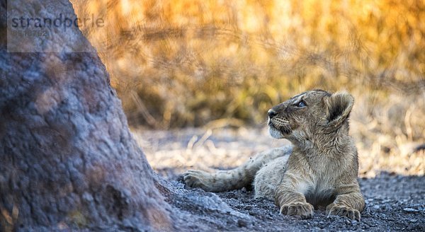 Babies lion