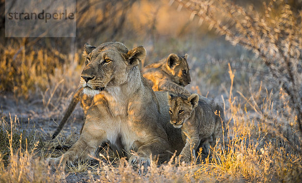 Babies lion