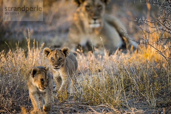 Babies lion