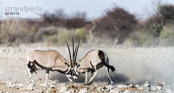 Namibia