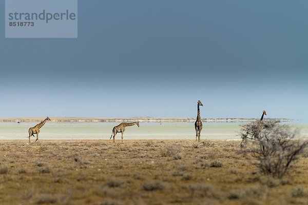 Namibia  Giraffe  Giraffa camelopardalis