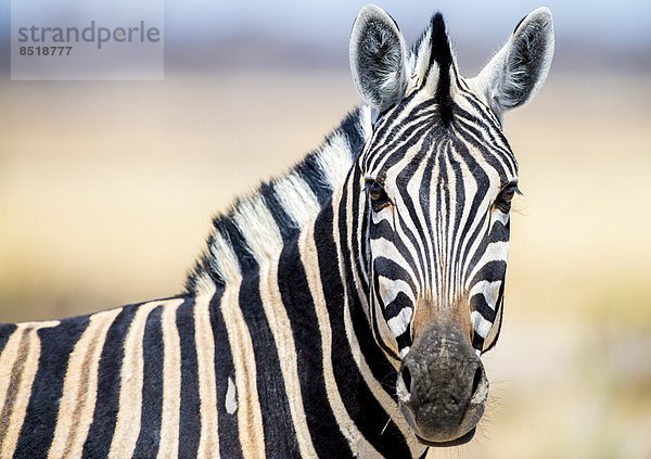 Namibia  Zebra