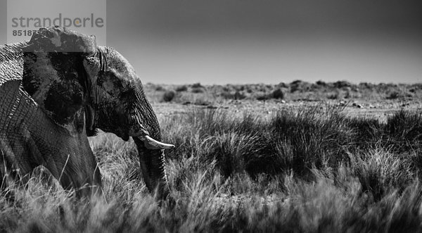 Elefant  Namibia