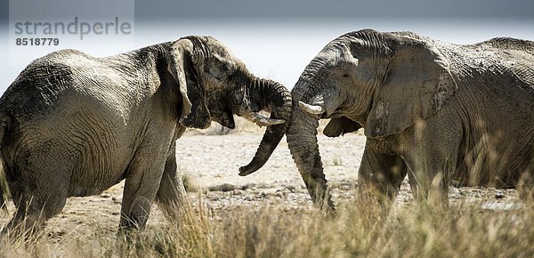 Elefant  Namibia