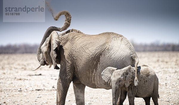 Elefant  Namibia