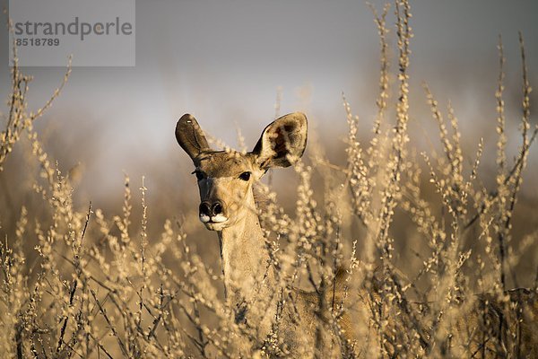 Kudu  Tragelaphus strepsiceros  Namibia