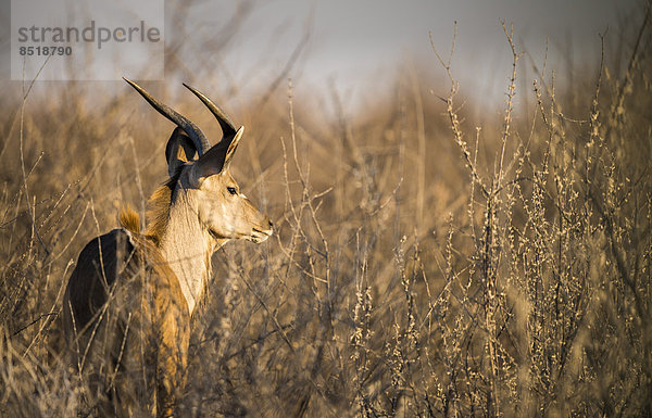 Kudu  Tragelaphus strepsiceros  Namibia