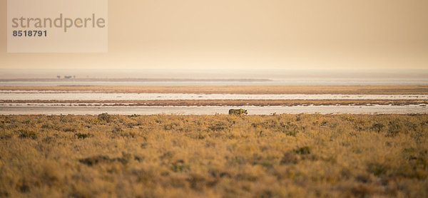 Löwe  Panthera leo  Etoscha Wildpark  Etosha