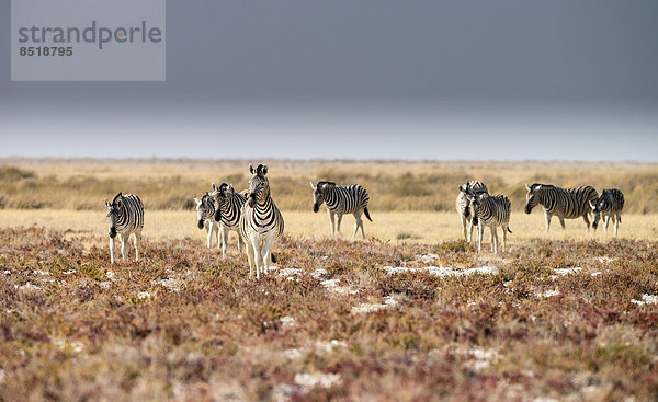 Namibia  Zebra