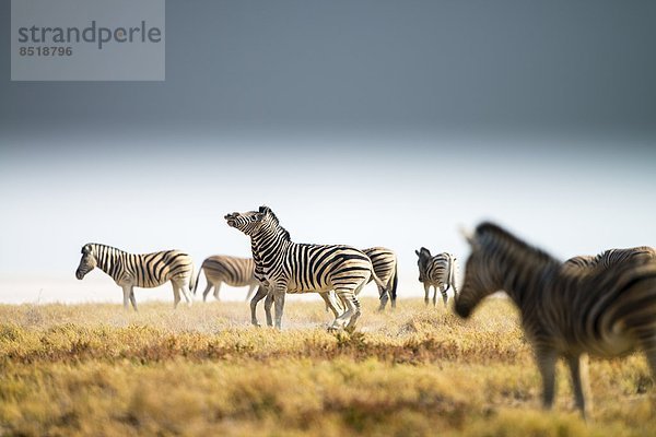 Namibia  Zebra