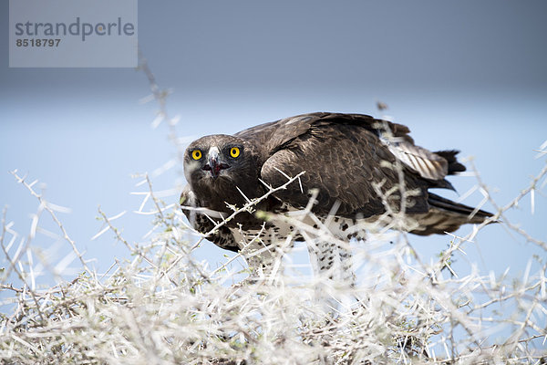 Kampfadler  Polemaetus bellicosus  Namibia