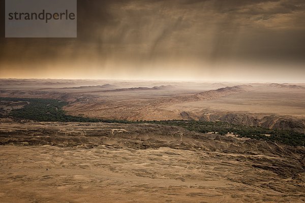 Blühende Namibwüste nach starken Regenfällen im Sommer  Namibia