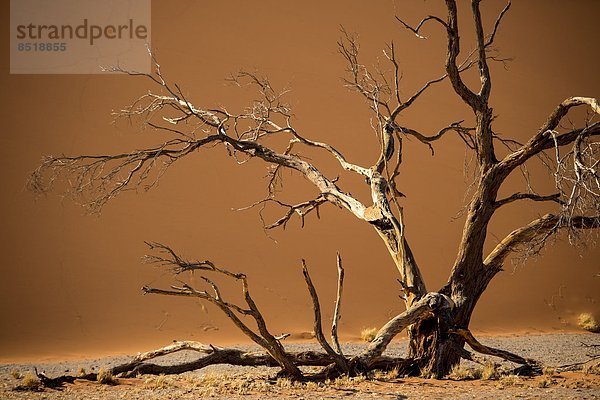 Blühende Namibwüste nach starken Regenfällen im Sommer  Namibia