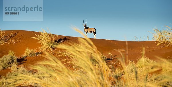 Oryx  Namibia