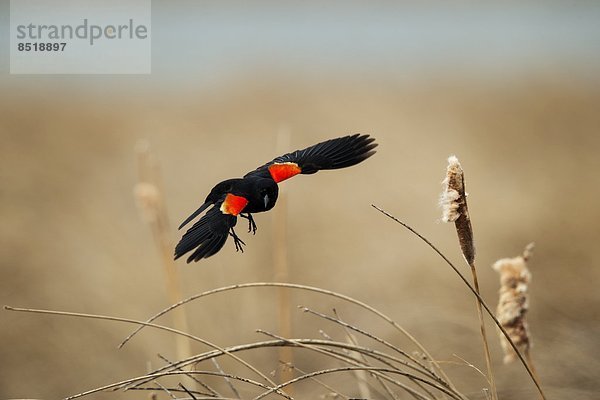 hoch  oben  nahe  See  schwarz  Fluss  Vogel  Flügel  rot  Alberta