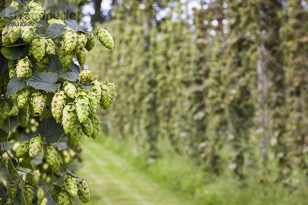 ernten  Hopfen  Humulus