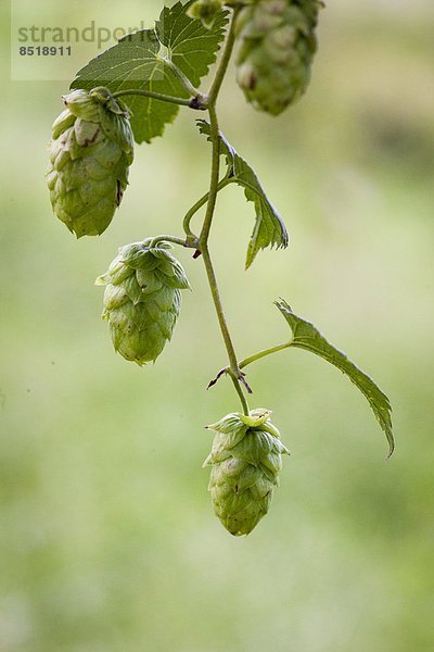 ernten  Hopfen  Humulus