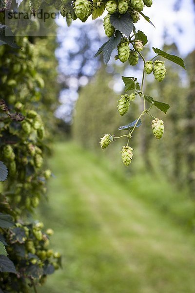 ernten  Hopfen  Humulus