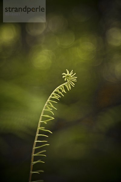 Mossy Forest