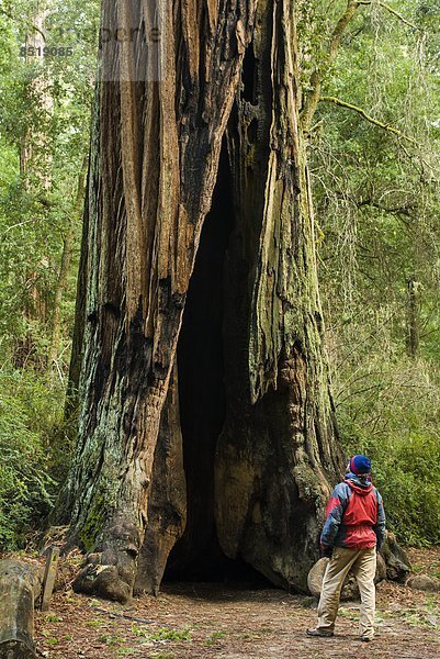 hoch  oben  wandern  Größe  Sequoia  Küste