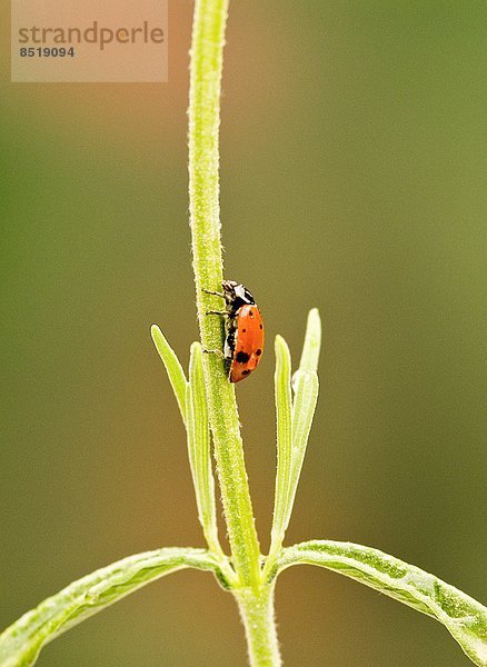 suchen  Marienkäfer