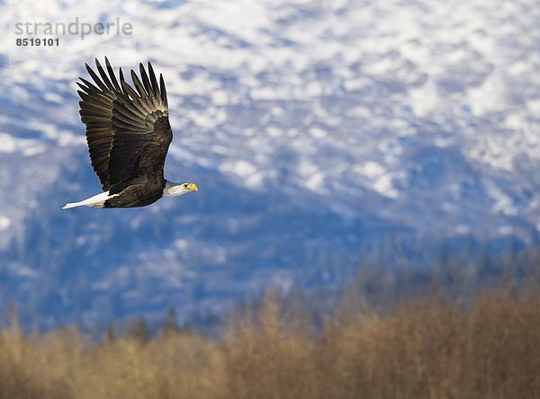 Weißkopfseeadler (Haliaeetus leucocephalus)