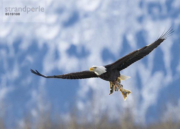 Weißkopfseeadler (Haliaeetus leucocephalus)