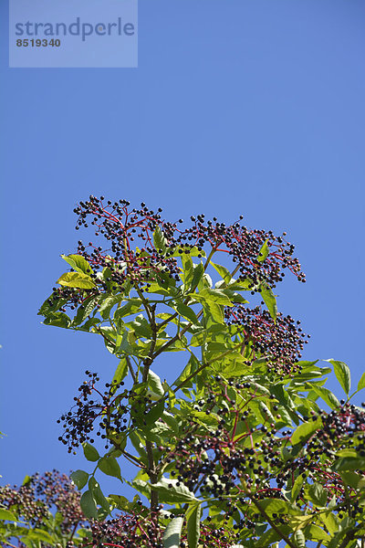Holunderbuschkrone (Sambucus cerulea) mit Holunderbeeren vor blauem Himmel
