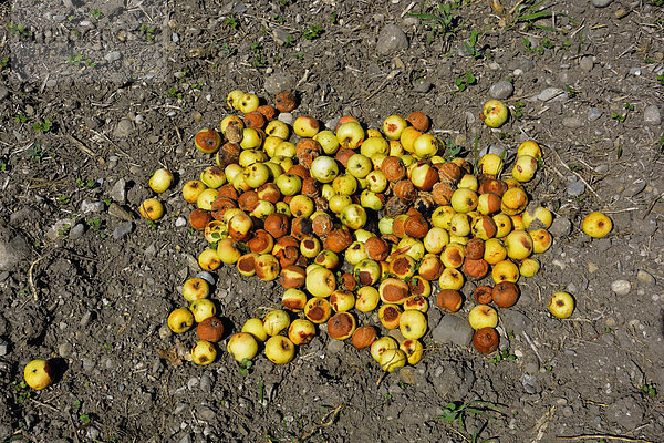 Haufen verrotteter Äpfel auf dem Boden