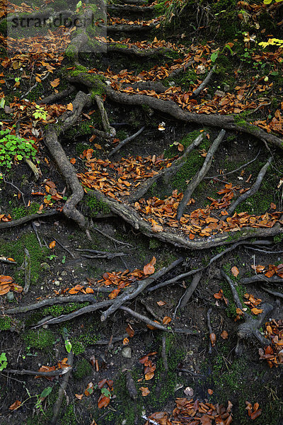 Baumwurzeln und Herbstlauben