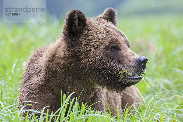 Canada  Khutzeymateen Grizzly Bear Sanctuary  Portrait of a Grizzly