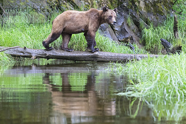 Canada  Khutzeymateen Grizzly Bear Sanctuary  Female grizzly bear