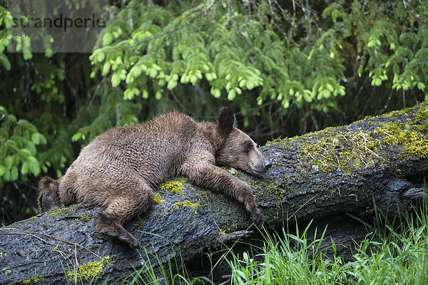 Kanada  Khutzeymateen Grizzly Bear Sanctuary  Junger Grizzlybär
