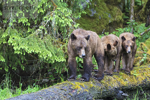 Canada  Khutzeymateen Grizzly Bear Sanctuary  Female grizzly bear with offspring