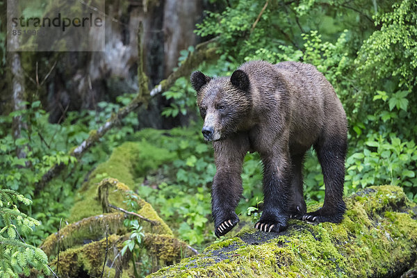 Kanada  Khutzeymateen Grizzly Bear Sanctuary  Weibliche Grizzlybärin
