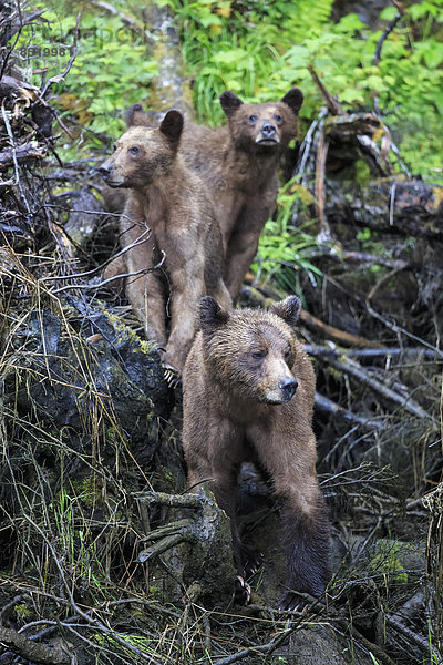 Kanada  Khutzeymateen Grizzly Bear Sanctuary  Weiblicher Grizzlybär mit Nachwuchs