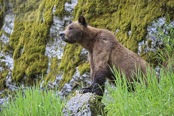 Kanada  Khutzeymateen Grizzly Bear Sanctuary  Weibliche Grizzlybärin beim Aufpassen