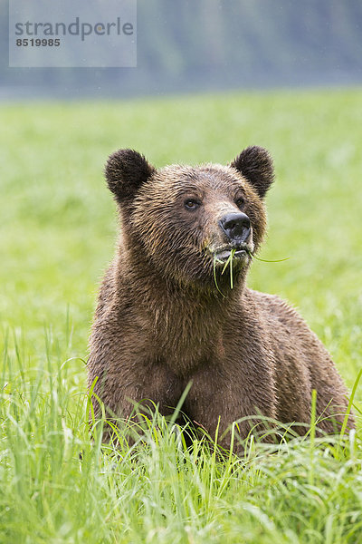 Canada  Khutzeymateen Grizzly Bear Sanctuary  Grizzly bear eating grass