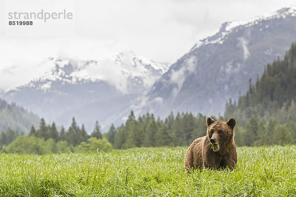 Kanada  Khutzeymateen Grizzly Bear Sanctuary  Grizzlybär frisst Gras