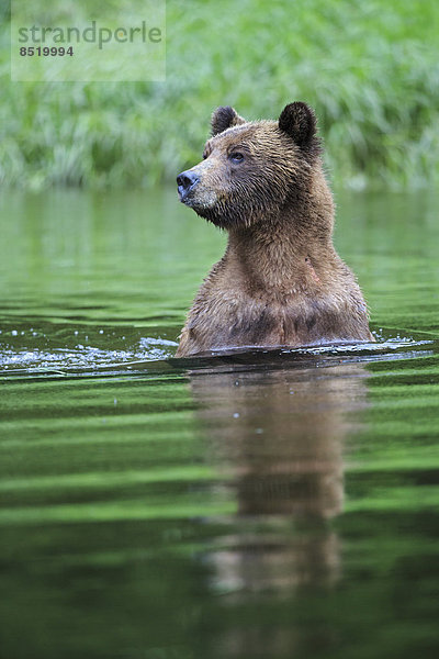 Canada  Khutzeymateen Grizzly Bear Sanctuary  Female grizzly in lake