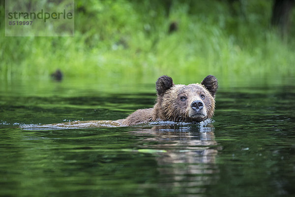 Kanada  Khutzeymateen Grizzly Bear Sanctuary  Weibliche Grizzly schwimmen im See