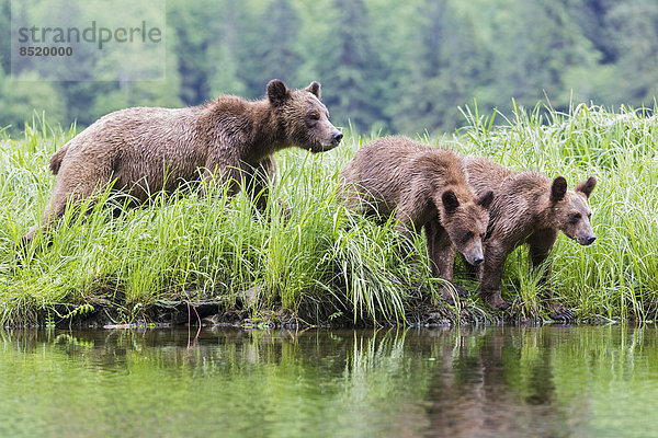 Canada  Khutzeymateen Grizzly Bear Sanctuary  Female grizzly with kids at lake